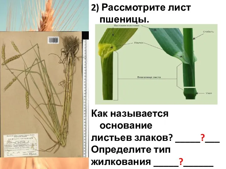 2) Рассмотрите лист пшеницы. Как называется основание листьев злаков? _____?___ Определите тип жилкования _____?______