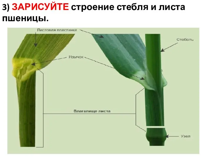 3) ЗАРИСУЙТЕ строение стебля и листа пшеницы.