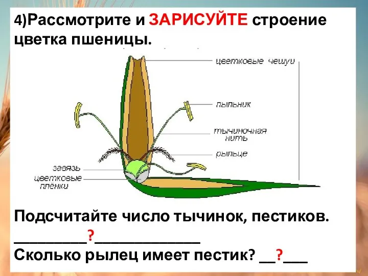 4)Рассмотрите и ЗАРИСУЙТЕ строение цветка пшеницы. Подсчитайте число тычинок, пестиков. _________?_____________ Сколько рылец имеет пестик? __?___