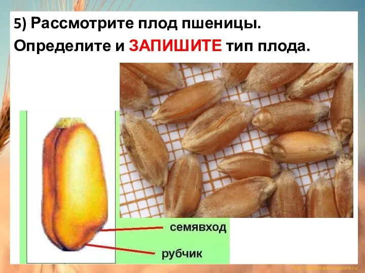 5) Рассмотрите плод пшеницы. Определите и ЗАПИШИТЕ тип плода.