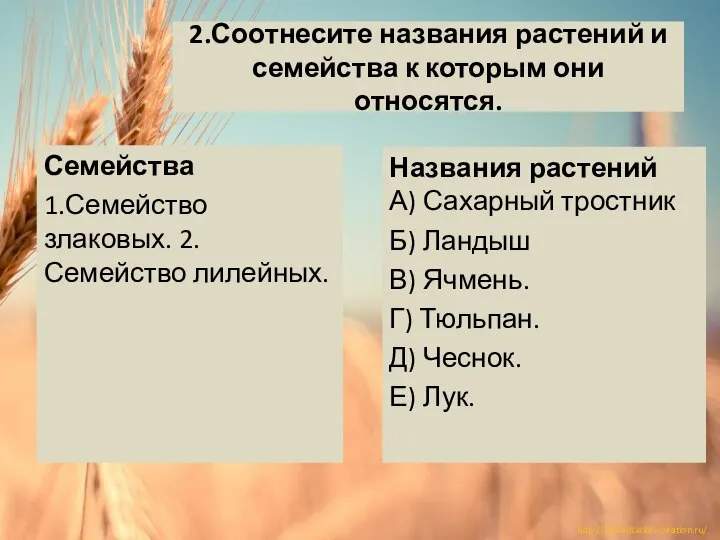 2.Соотнесите названия растений и семейства к которым они относятся. Семейства 1.Семейство злаковых.