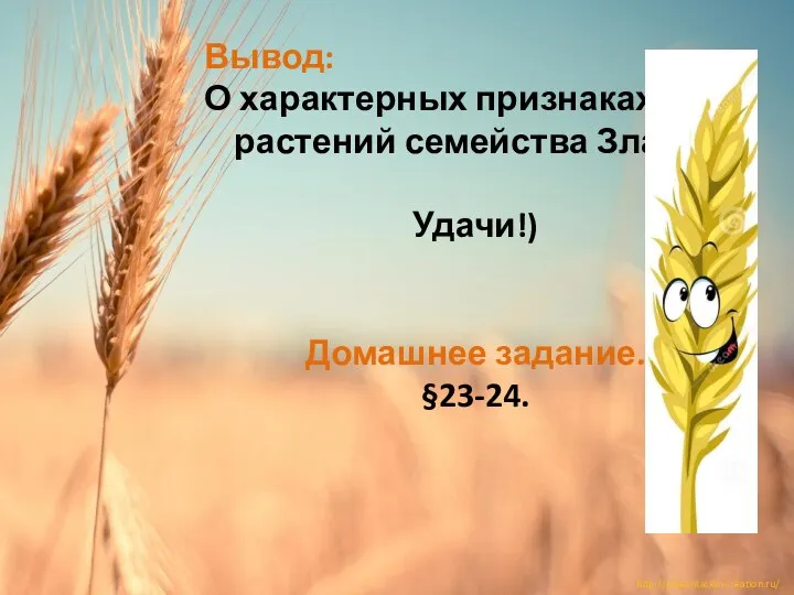 Вывод: О характерных признаках растений семейства Злаки. Удачи!) Домашнее задание. §23-24.