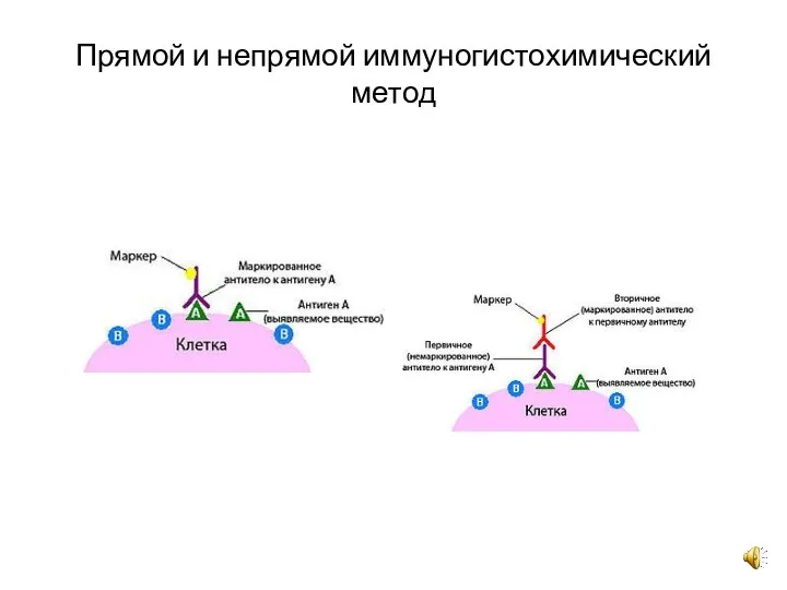 Прямой и непрямой иммуногистохимический метод