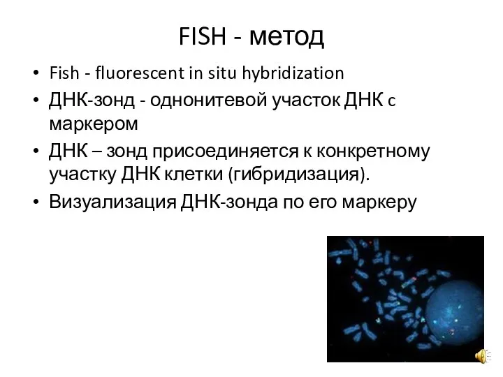 FISH - метод Fish - fluorescent in situ hybridization ДНК-зонд - однонитевой