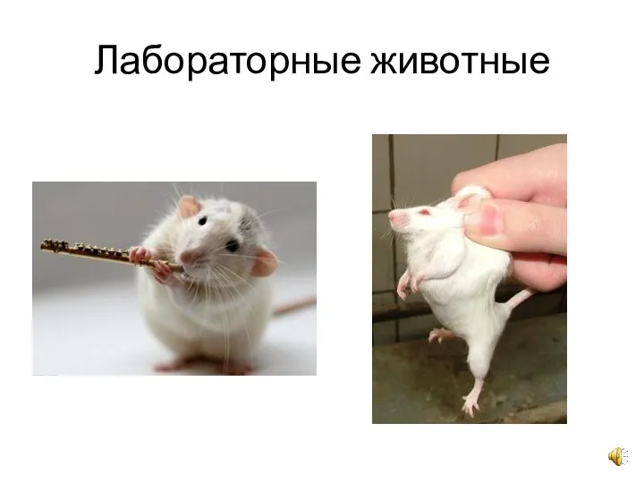 Лабораторные животные Белые крысы Белые мыши