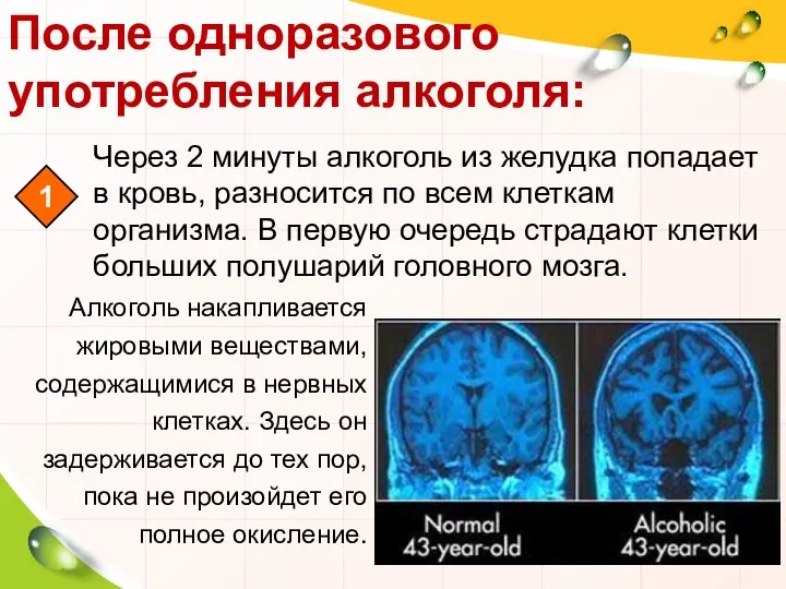 После одноразового употребления алкоголя: Через 2 минуты алкоголь из желудка попадает в