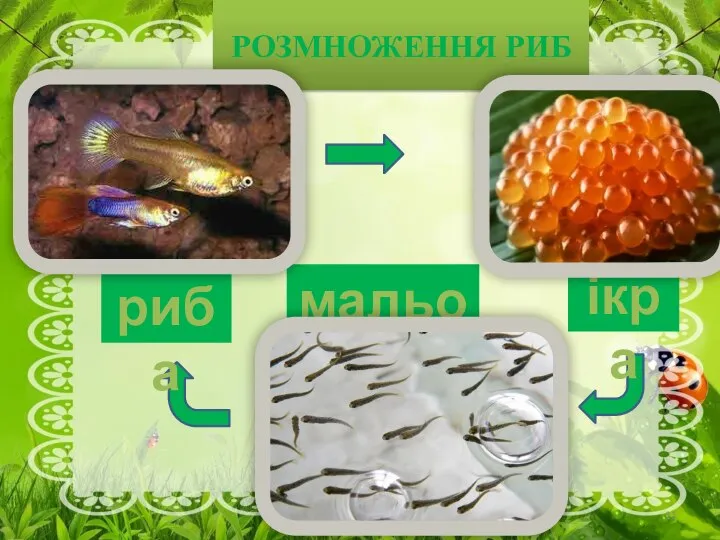 РОЗМНОЖЕННЯ РИБ ікра мальок риба