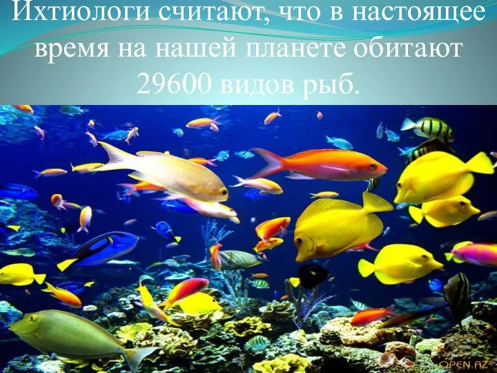 Ихтиологи считают, что в настоящее время на нашей планете обитают 29600 видов рыб.