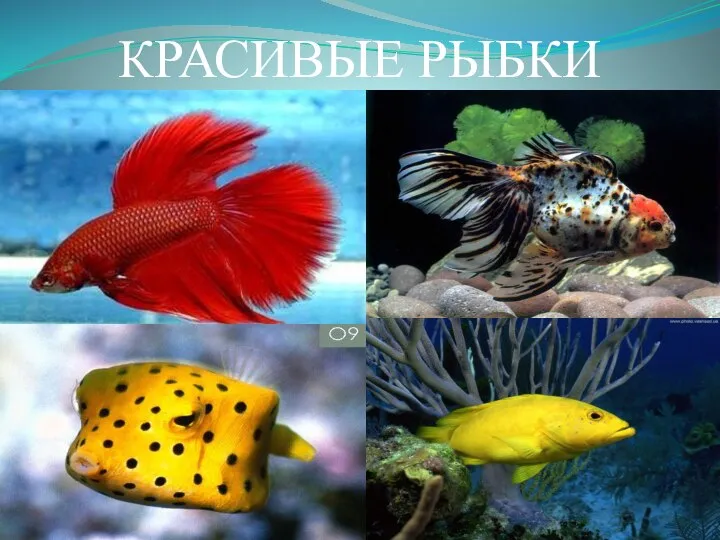 КРАСИВЫЕ РЫБКИ