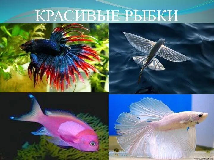 КРАСИВЫЕ РЫБКИ