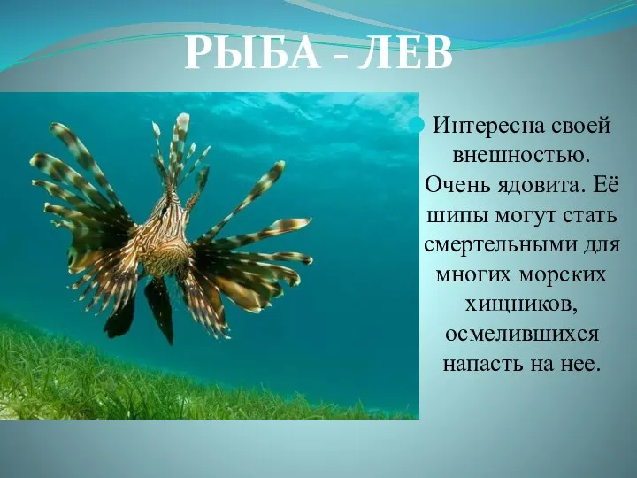 РЫБА - ЛЕВ Интересна своей внешностью. Очень ядовита. Её шипы могут стать