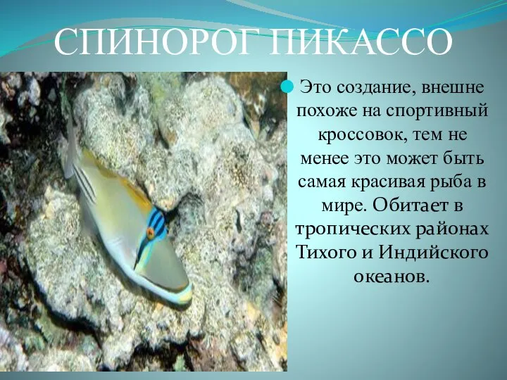 СПИНОРОГ ПИКАССО Это создание, внешне похоже на спортивный кроссовок, тем не менее