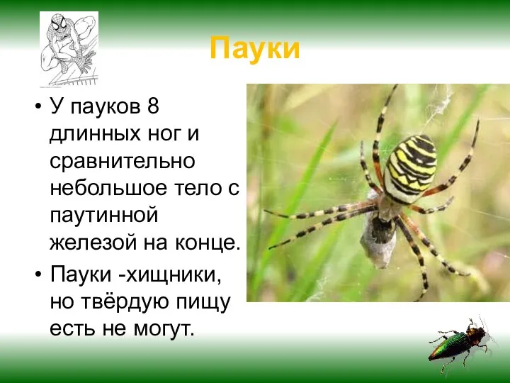 Пауки У пауков 8 длинных ног и сравнительно небольшое тело с паутинной