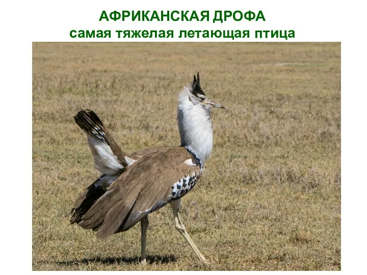 АФРИКАНСКАЯ ДРОФА самая тяжелая летающая птица