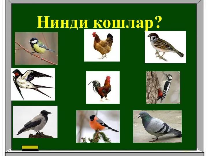 Нинди кошлар?