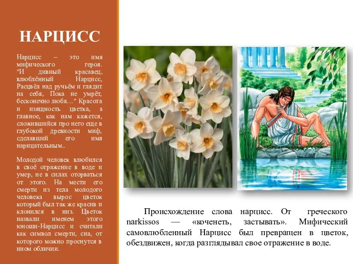 НАРЦИСС Нарцисс – это имя мифического героя. "И дивный красавец, влюблённый Нарцисс,