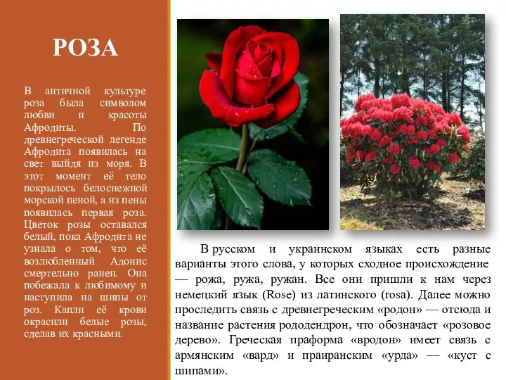 РОЗА В античной культуре роза была символом любви и красоты Афродиты. По