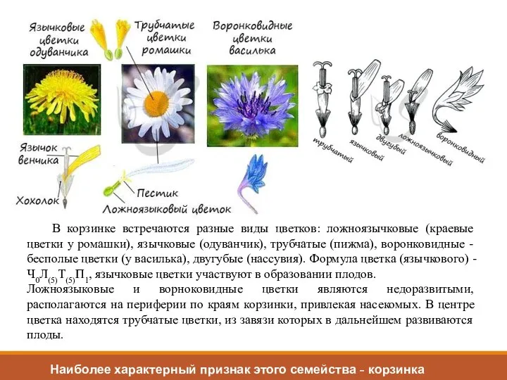 В корзинке встречаются разные виды цветков: ложноязычковые (краевые цветки у ромашки), язычковые