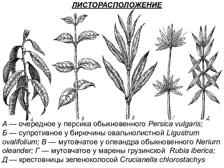 ЛИСТОРАСПОЛОЖЕНИЕ А — очередное у персика обыкновенного Persica vulgaris; Б — супротивное