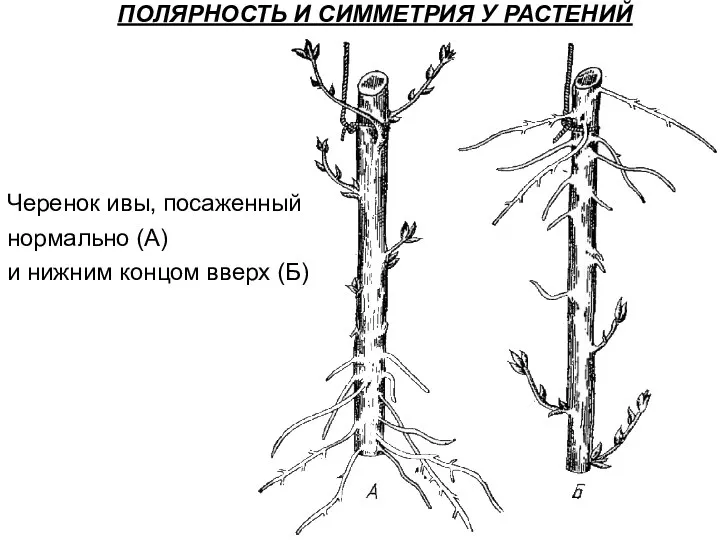 ПОЛЯРНОСТЬ И СИММЕТРИЯ У РАСТЕНИЙ Черенок ивы, посаженный нормально (А) и нижним концом вверх (Б)