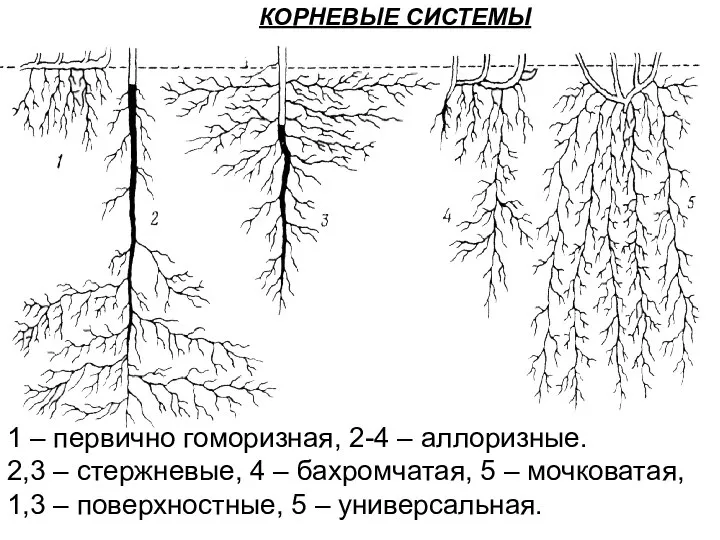 КОРНЕВЫЕ СИСТЕМЫ 1 – первично гоморизная, 2-4 – аллоризные. 2,3 – стержневые,