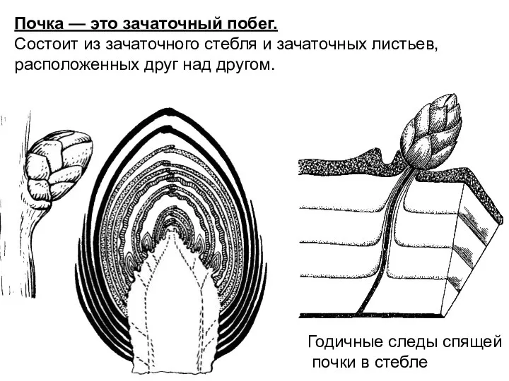 Годичные следы спящей почки в стебле Почка — это зачаточный побег. Состоит