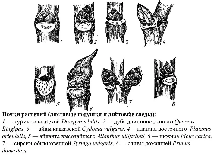 Почки растений (листовые подушки и листовые следы): 1 — хурмы кавказской Diospyros