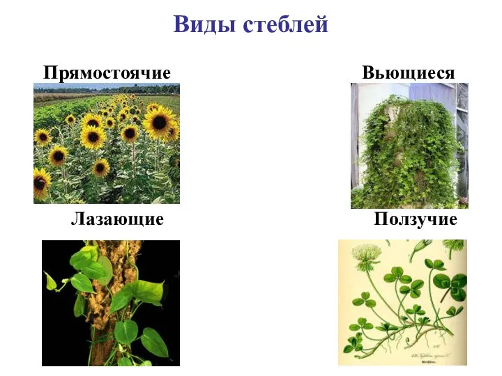 Виды стеблей Прямостоячие Вьющиеся Лазающие Ползучие