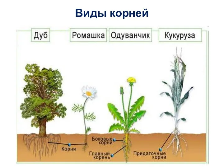 Виды корней