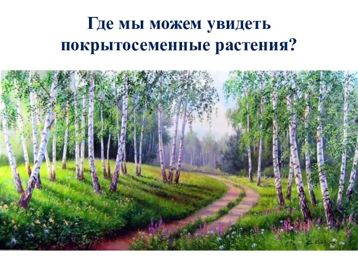 Где мы можем увидеть покрытосеменные растения?