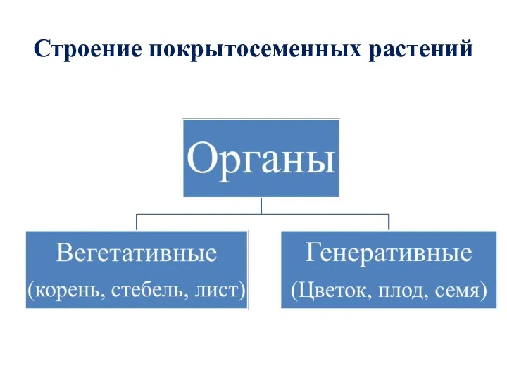 Строение покрытосеменных растений