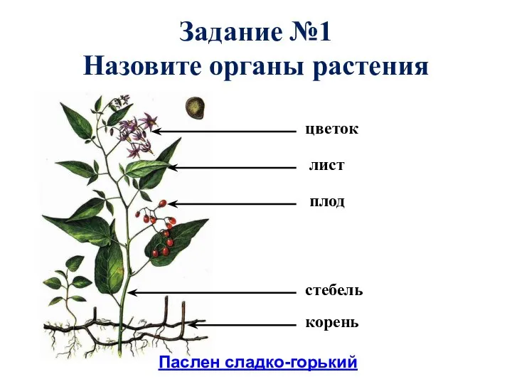 Задание №1 Назовите органы растения Паслен сладко-горький цветок лист плод стебель корень