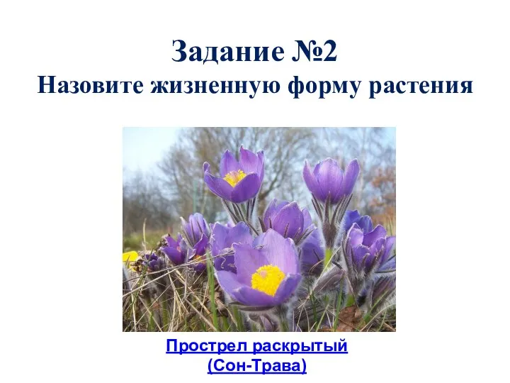 Задание №2 Назовите жизненную форму растения Прострел раскрытый (Сон-Трава)