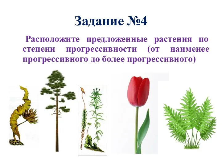 Задание №4 Расположите предложенные растения по степени прогрессивности (от наименее прогрессивного до более прогрессивного)