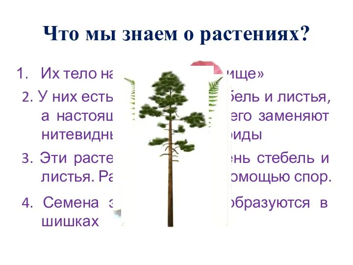 4. Семена этих растений образуются в шишках 3. Эти растения имеют корень