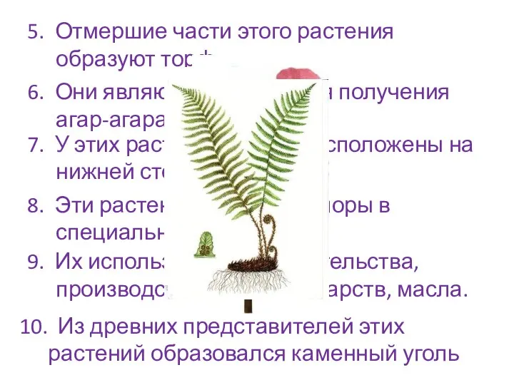 5. Отмершие части этого растения образуют торф. 6. Они являются сырьем для