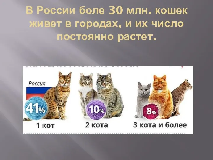 В России боле 30 млн. кошек живет в городах, и их число постоянно растет.