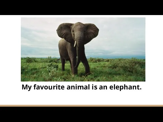 My favourite animal is an elephant.