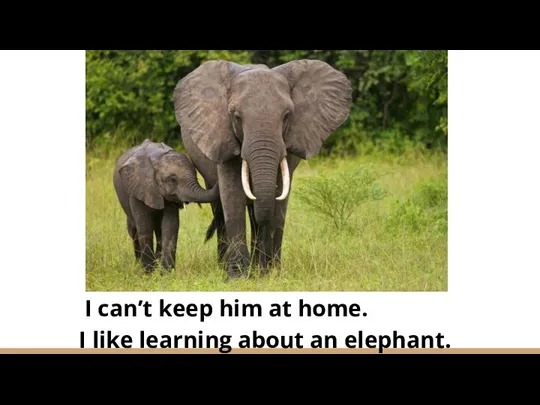 I can’t keep him at home. I like learning about an elephant.