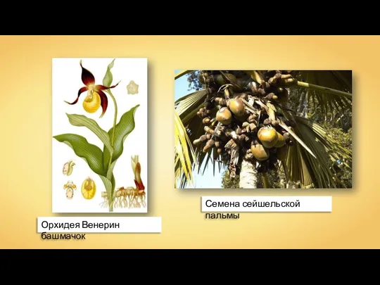 Орхидея Венерин башмачок Семена сейшельской пальмы