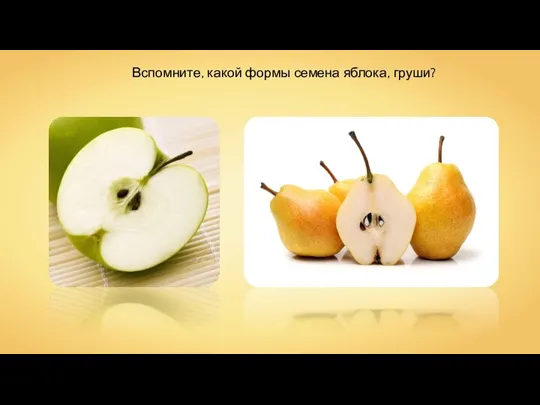 Вспомните, какой формы семена яблока, груши?