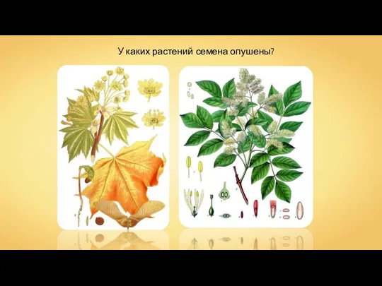 У каких растений семена опушены?