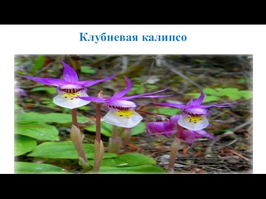 Клубневая калипсо