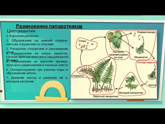 Размножение папоротников Цикл развития: 1. Взрослое растение 2. Образование на нижней стороне