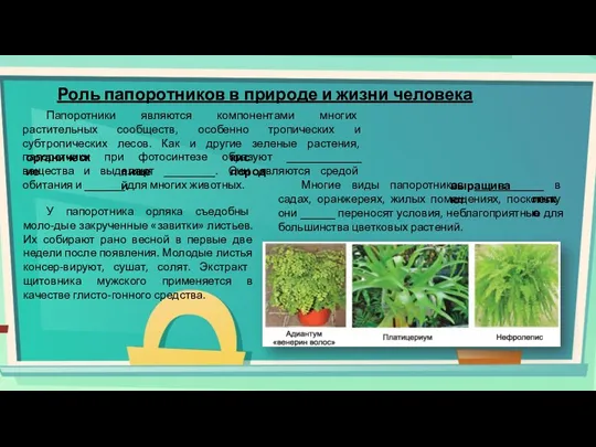 Роль папоротников в природе и жизни человека Папоротники являются компонентами многих растительных