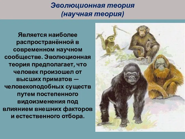 Является наиболее распространённой в современном научном сообществе. Эволюционная теория предполагает, что человек