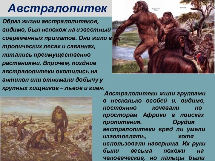 Образ жизни австралопитеков, видимо, был непохож на известный у современных приматов. Они