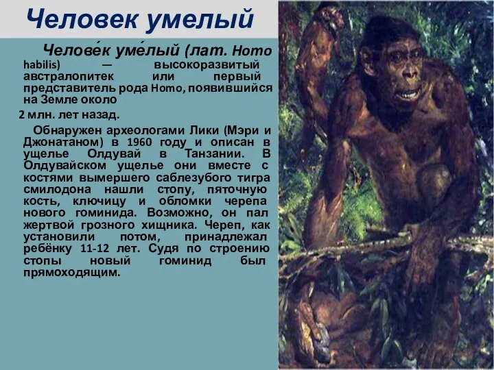 Челове́к уме́лый (лат. Homo habilis) — высокоразвитый австралопитек или первый представитель рода