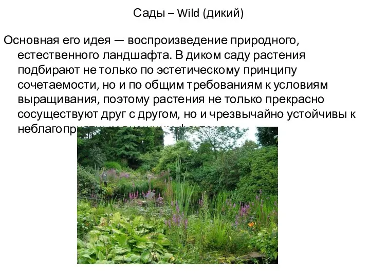 Сады – Wild (дикий) Основная его идея — воспроизведение природного, естественного ландшафта.