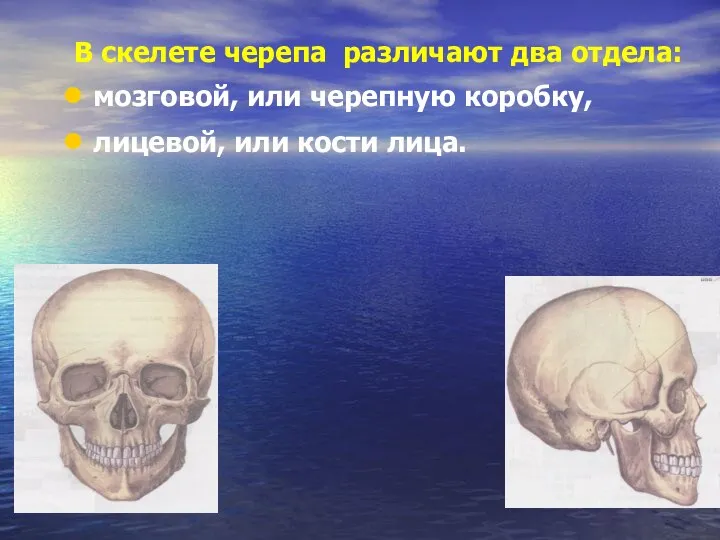 В скелете черепа различают два отдела: мозговой, или черепную коробку, лицевой, или кости лица.